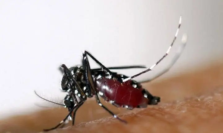 Depois de duas mortes, Ministério da Saúde suspende vacina da dengue do Butantan