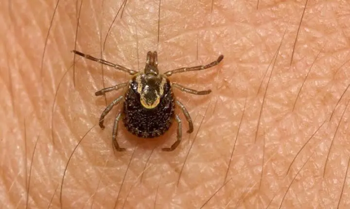 Febre Maculosa deixa quatro mortos e acende alerta para período de maior incidência