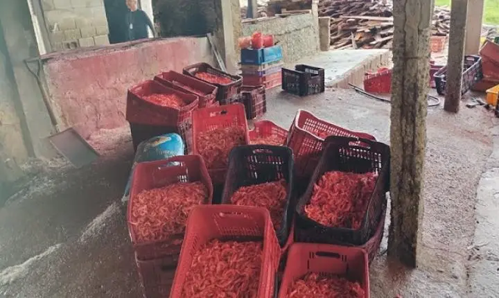 Fiscalização apreende 440 kg de camarão produzido clandestinamente em Farol de São Thomé