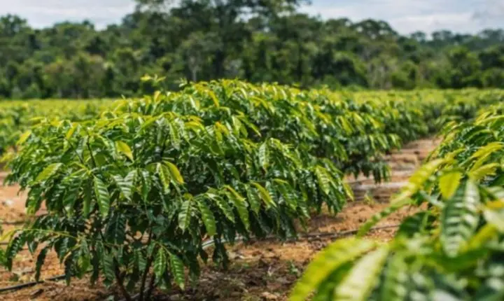 Nanotecnologia no agro orgânico: como a AFB AGRO está revolucionando a produção de café na região Norte