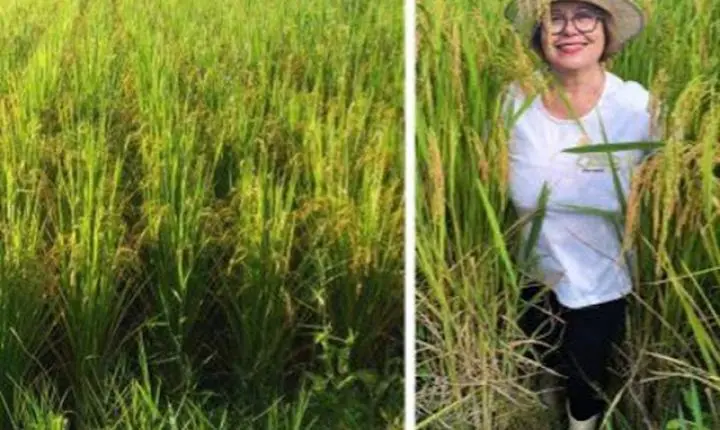 Produção de Arroz Negro de Italva é destaque na região entre produtores