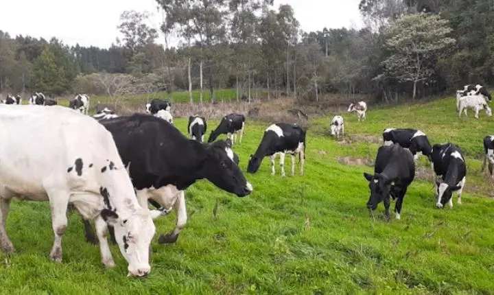 Secretaria de Agricultura de Italva convoca produtores rurais para atualização obrigatória de rebanho
